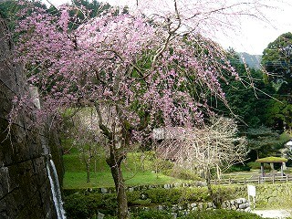 大川内山の隠れた桜スポット