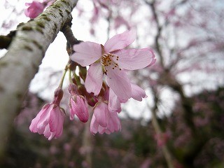 大川内山の隠れた桜スポット