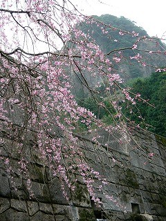 大川内山の隠れた桜スポット
