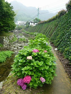 週末は風鈴まつりへ