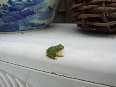 風鈴まつりに珍客!