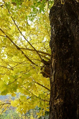 ~大川内山の大銀杏~