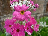 梅の花にさそわれて・・・