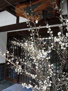 梅の花にさそわれて・・・