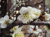梅の花にさそわれて・・・