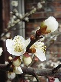 梅の花にさそわれて・・・