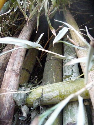 明日の朝は「大川内山の鬼火たき」