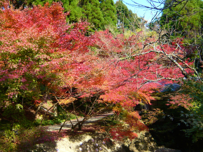 大川内山の紅葉~もみじのトンネル~