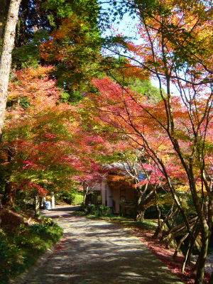 大川内山の紅葉~もみじのトンネル~