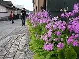 小春日和の磁器ひいなまつり