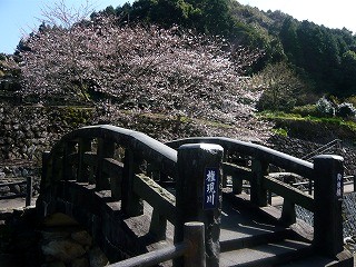 大川内山から桜をお届け!