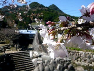 大川内山から桜をお届け!