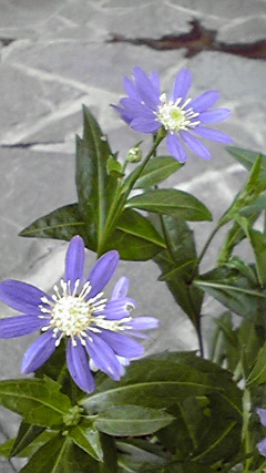 白糸草と都忘れ
