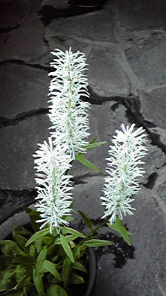 白糸草と都忘れ
