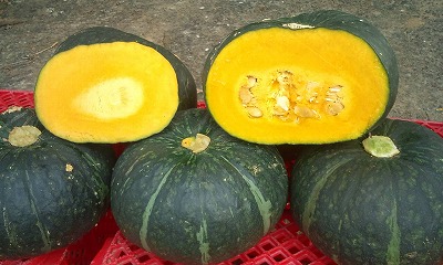 今朝は日本一かぼちゃの収穫に