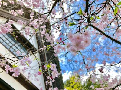「慧洲園」名物の枝垂れ桜満開！