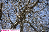 桜の開花状況～馬場の山桜・八天桜・飛龍窯～2024.03.27