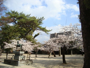 古野町の桜