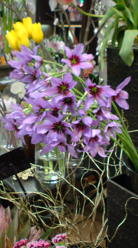 春の花