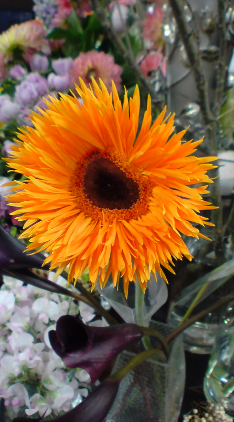 春の花