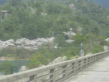 有田ダムの桜