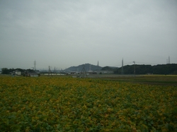 朝日山と大豆畑