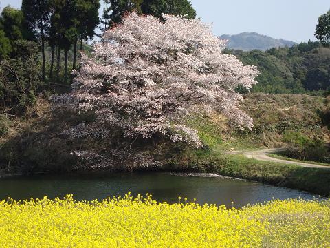『川内ジラカンス桜』って知ってますか？