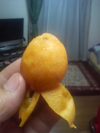 びわ収穫