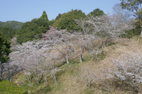 山内中央公園の桜が咲いています。
