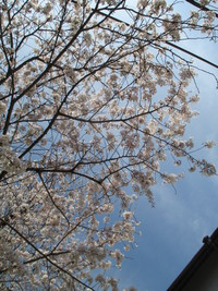 満開の桜・秘窯の里・大川内山～！
