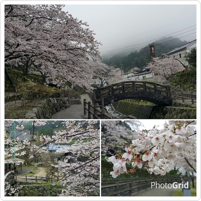 伊万里・大川内山の満開「桜」