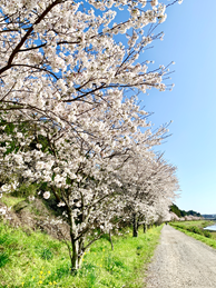 伊万里　二里川の桜