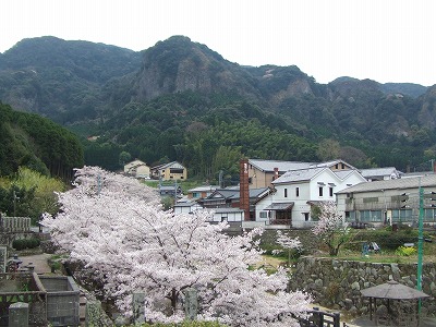 大川内山・・満開の桜~!
