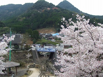 大川内山・・満開の桜~!