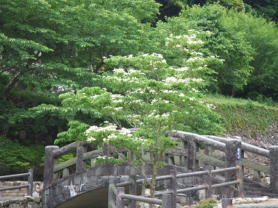 やまぼうしの花~!