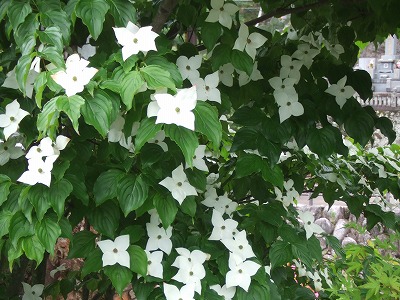 やまぼうしの花~!