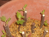 無花果の挿し木からも発芽