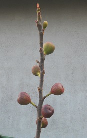 落葉無花果