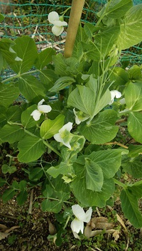 エンドウの開花