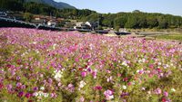 有田町山谷切口のコスモス