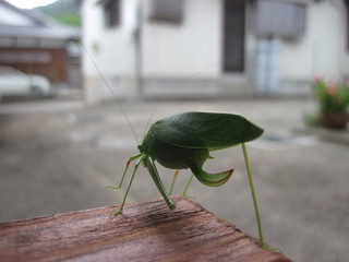 ミュージックピエロ