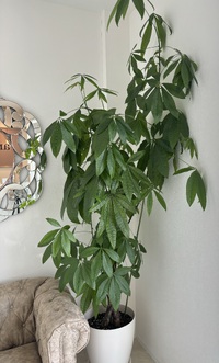 元気すぎる緑