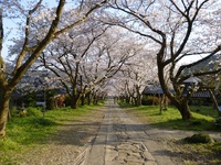 桜のトンネル