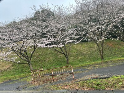 【有田の桜開花情報2023】歴史と文化の森公園(焱の博記念堂)