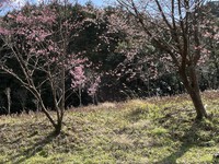 【有田の桜開花情報2024】竜門峡の桜