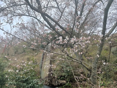 【有田の桜開花情報2022】陶山神社