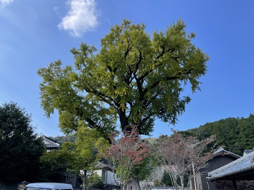 【紅葉情報2023】大公孫樹・泉山磁石場・有田町歴史民俗資料館・陶山神社