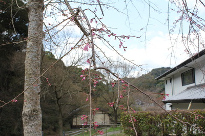 有田の桜情報@2018年3月23日