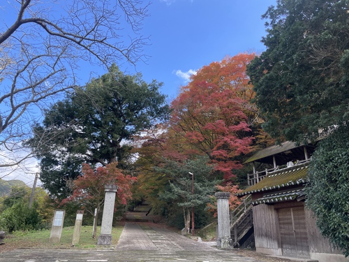 【2024年】紅葉情報Vol.4　陶山神社・大公孫樹・竜門峡