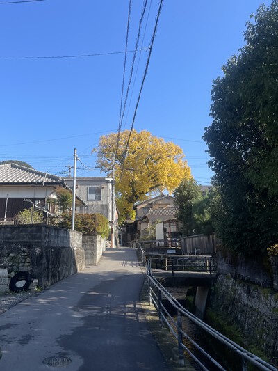 【2024年】紅葉情報Vol.4　陶山神社・大公孫樹・竜門峡